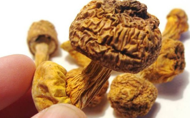 巴西菇、姬松茸烘干機-怎樣烘干色澤好且菇體褶片完整？